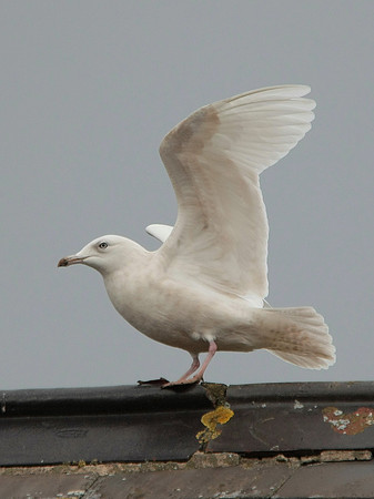 Iceland Gull (2W) nr Pyle - Glamorgan - Wales