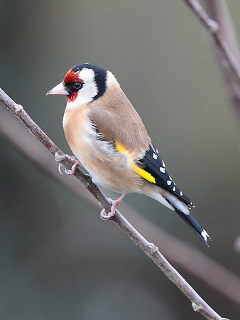 Goldfinch - Wales