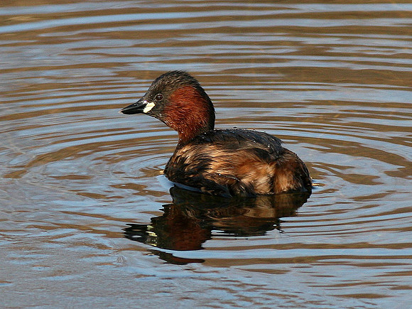 Little Grebe - Cardiff - Wales