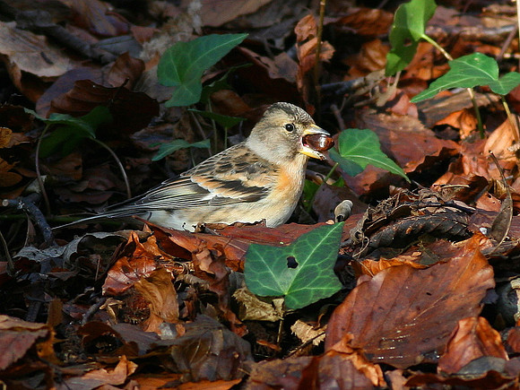 Brambling (female) - Cardiff - Wales