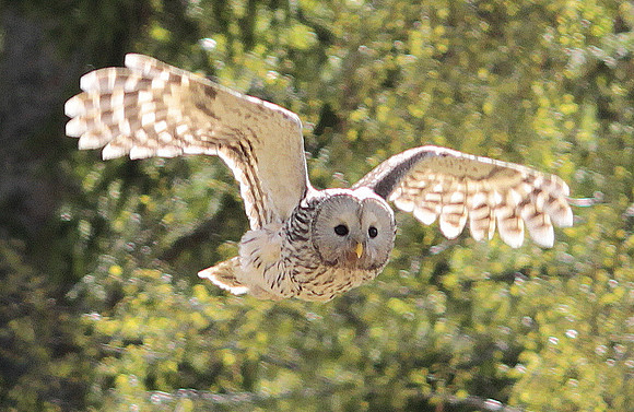 Ural Owl -Sweden
