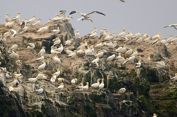 Skokholm Gannetry - Pembs. Wales