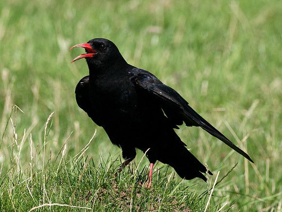 Chough - Wales