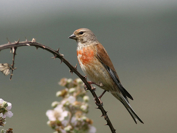 Linnet - Ogmore - Wales