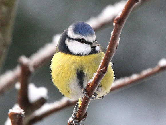 Blue Tit - Glamorgan