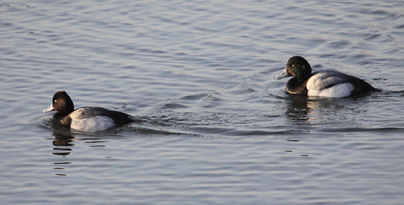 Leasser and Greater Scaup - Cardiff - Wales