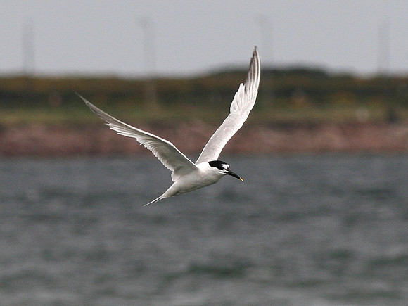 Sandwich Tern - Scotland