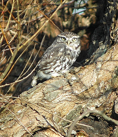 Little Owl - Cardiff - Wales