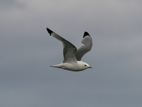 Kittiwake - Scotland