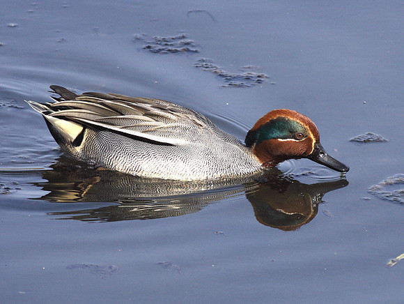 Eurasian Teal-Cardiff - Wales