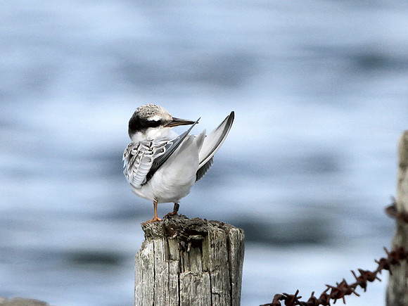 Little Tern -Kenfig - Wales