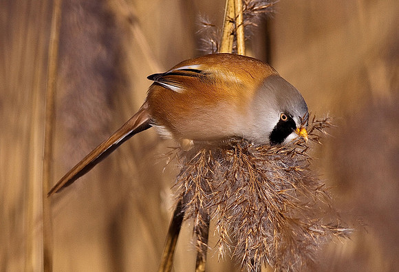 Bearded Reedling - Cosmeston - Wales