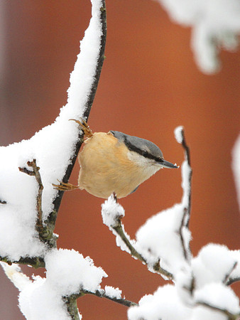 Nuthatch - in snow - Wales