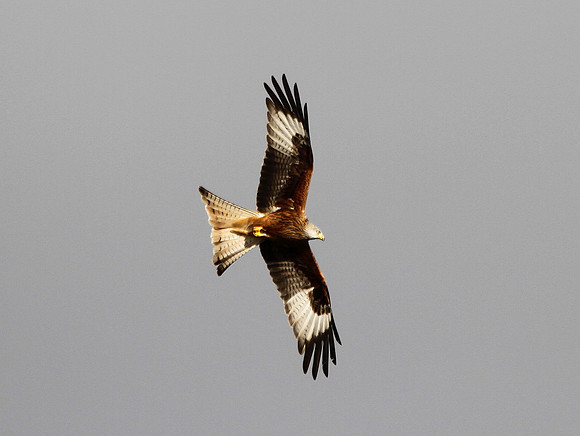 Red Kite - Gigrin - Wales