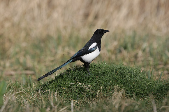 Magpie - Cardiff - Wales
