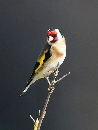Goldfinch - Glamorgan - Wales