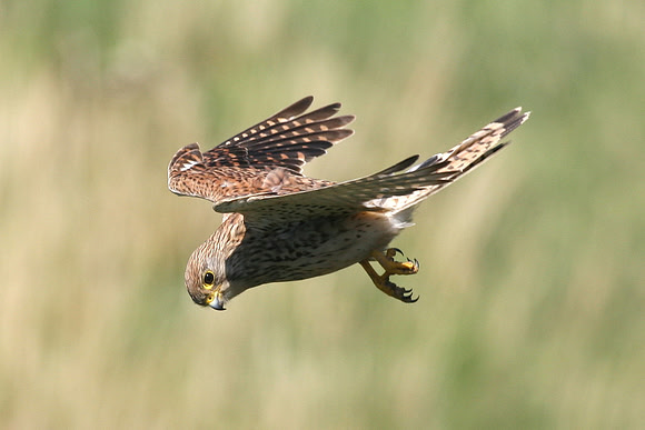 Kestrel - Wales