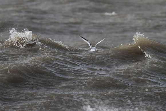 Ross' Gull - Aberavon - Wales