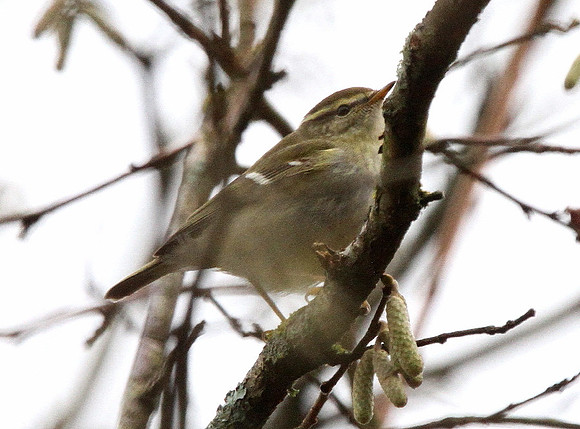 Yellow-browed Warbler - Wales