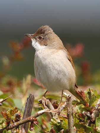 Whitethroat - Vale of Glamorgan