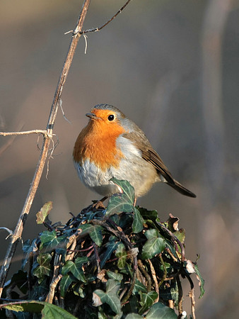 Robin - Nelson - Wales
