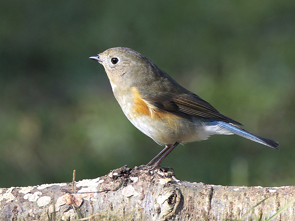 Red flanked Bluetail - Marshfield - Gloucestershire