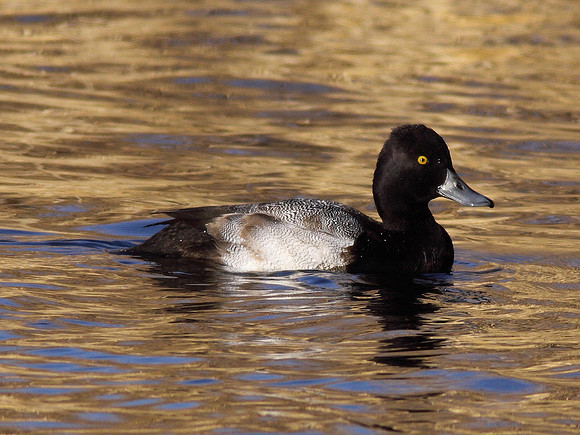 Lesser Scaup - Cosmeston - Wales