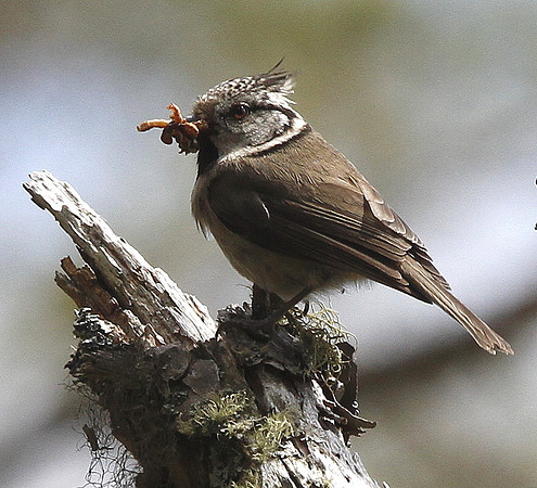 Crested  Tit - Scotland