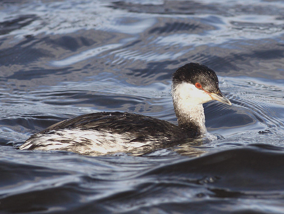 Slavonian Grebe - Cardiff - Wales