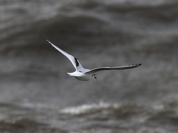Ross' Gull - Aberavon - Wales
