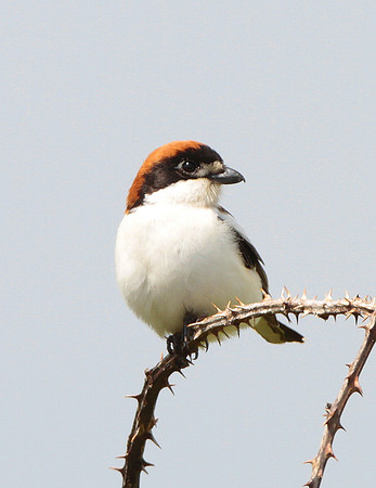 Woodchat Shrike - Gileston - Glamorgan - Wales