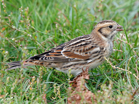 Lapland Bunting - Wales