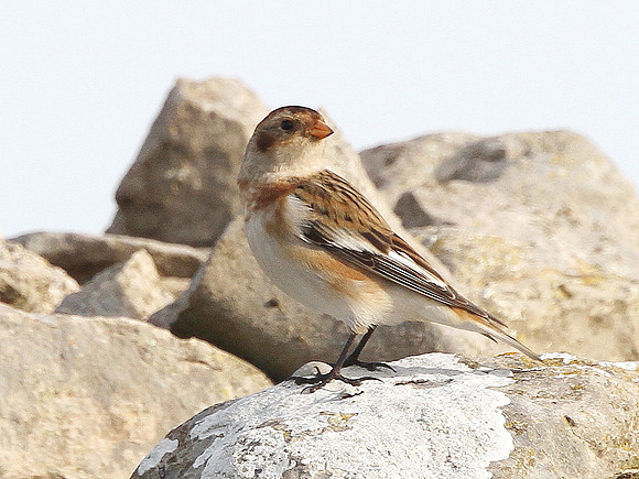 Snow Bunting - Ogmore - Wales