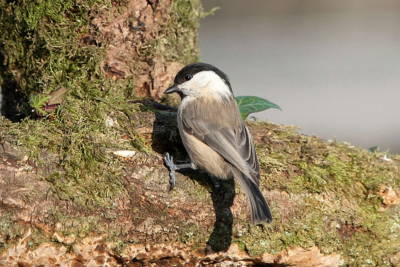 Willow Tit - Nelson - Wales