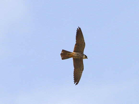 Hobby - Glamorgan - Wales