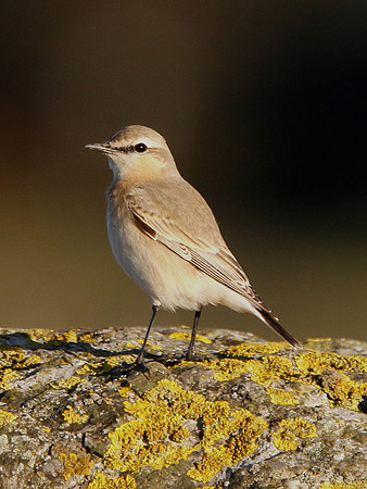 Isabelline Wheatear - West Glamorgan - Wales