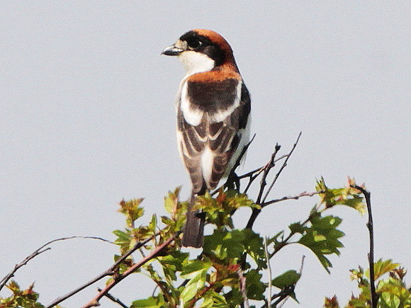 Woodchat Shrike - Wales