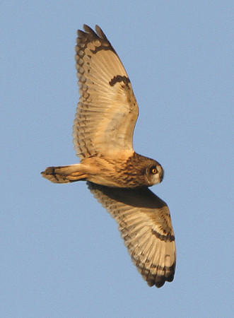 Short eared Owl - Rumney Great Wharf - Wales