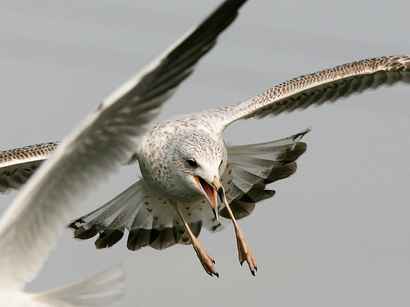 Ring-billed Gull 1st Winter - Cardiff - Wales