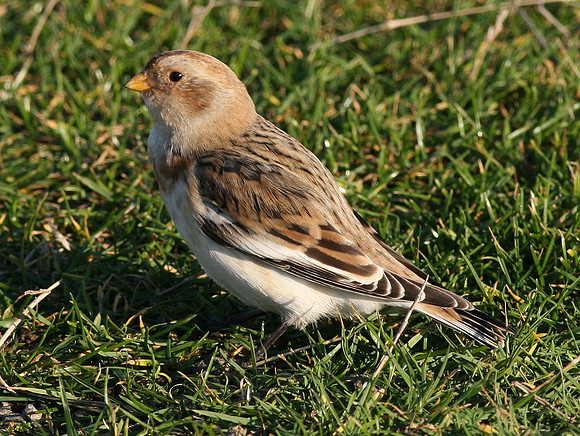 Snow Bunting - Nash Point - Wales