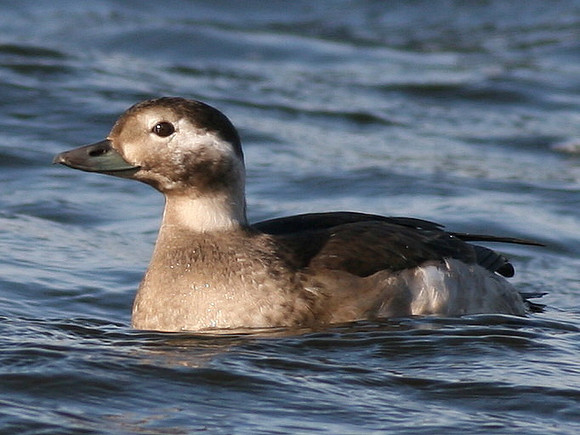 Long tailed Duck - Cardiff -Wales