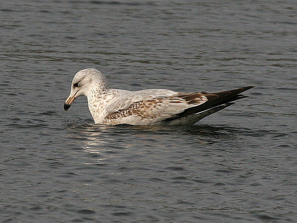 Ring-billed Gull 1st Winter - Cardiff - Wales