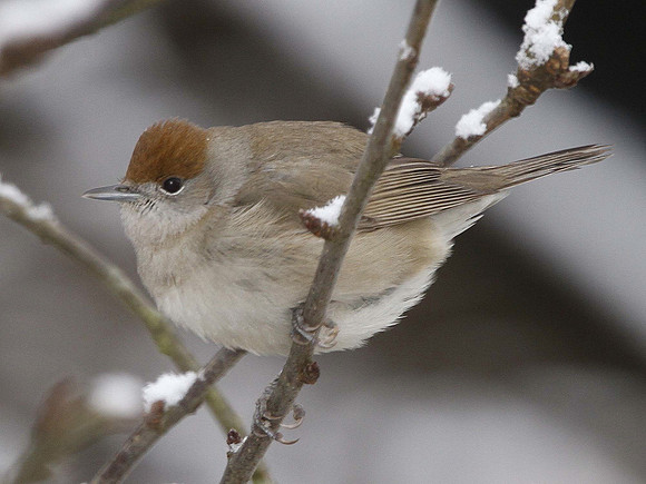 Blackcap - fem in snow - Wales