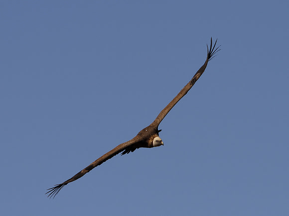 Griffon Vulture - Ermita San Frutos - Spain