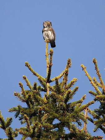 Pygmy Owl - Sweden