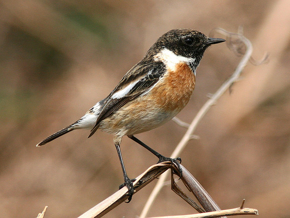 Stonechat - Ogmore - Wales
