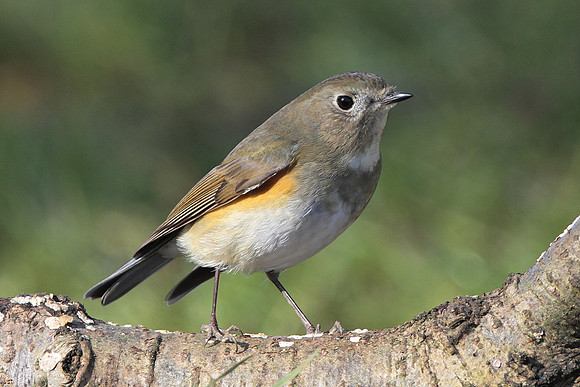 Red flanked Bluetail - Glos - England