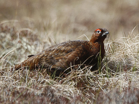 Red Grouse - Scotland
