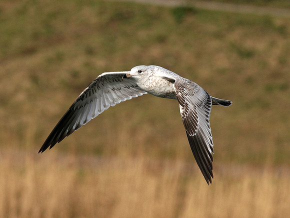 Ring-billed Gull 1st Winter - Cardiff - Wales