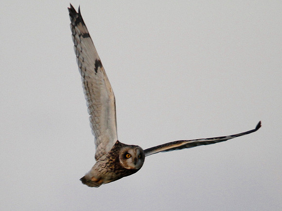 Short eared Owl - Rumney Great Wharf - Wales